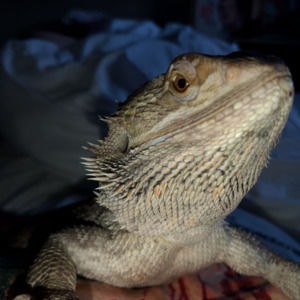 Meet your Posher, Clare